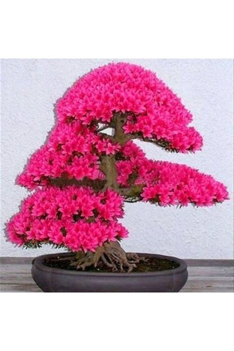 japon ağacı bonsai